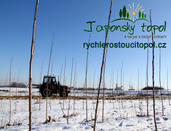 Prýty japonského topolu, kvalitní sadba rychle rostoucích dřevin