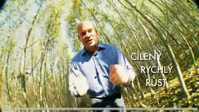 Japonský topol levné palivové dříví, zdroj štěpky biomasy