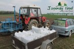japonsky-topol-img_3028.jpg