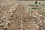 japonsky-topol-img_3076.jpg