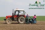 japonsky-topol-img_3097.jpg