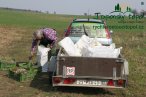 japonsky-topol-img_3114.jpg