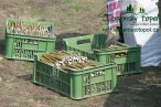 japonsky-topol-img_3115.jpg