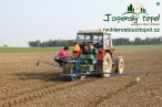 japonsky-topol-img_3184.jpg
