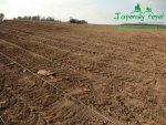rychle-rostouci-topolp1130132.jpg