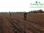 rychle-rostouci-topolp1130139.jpg