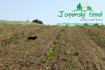 likvidace-plevelu-na-plantazich-japonskych-topoluimg_0047.jpg