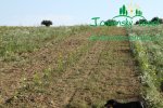 likvidace-plevelu-na-plantazich-japonskych-topoluimg_0100.jpg