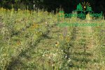likvidace-plevelu-na-plantazich-japonskych-topoluimg_0132.jpg