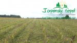 likvidace-plevelu-na-plantazich-japonskych-topolup1160445.jpg