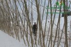 sklizen-stepky-japonsky-topol-54.jpg
