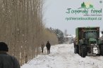 sklizen-stepky-japonsky-topol-56.jpg