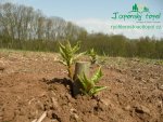 rychle-rostouci-topolp1140427.jpg