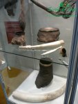 rychle-rostouci-topolp1120627.jpg