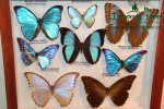 vystava-valtice-img_2051.jpg
