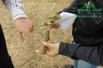 rychlerostoucitopol-experimentalni-poles1040038.jpg