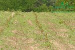 rychlerostoucitopol-experimentalni-poles1040044.jpg