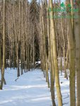rychle-rostouci-topolp1080164.jpg