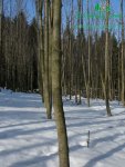 rychle-rostouci-topolp1080189.jpg