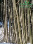 rychle-rostouci-topolp1080215.jpg