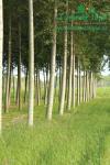 rychlerostoucitopol-italska-plantazimg_3427.jpg