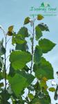 rychlerostoucitopol-italska-plantazs1300087.jpg