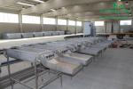 rychlerostoucitopol.cz-italska-plantaz-japonskeho-topoluimg_2896.jpg