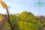 rychlerostoucitopol.cz-italska-plantaz-japonskeho-topoluimg_2938.jpg