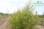 rychlerostoucitopol.cz-italska-plantaz-japonskeho-topoluimg_2974.jpg