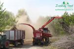 rychlerostoucitopol.cz-italska-plantaz-japonskeho-topoluimg_3034.jpg