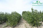 rychlerostoucitopol.cz-italska-plantaz-japonskeho-topoluimg_3048.jpg