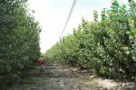 rychlerostoucitopol.cz-italska-plantaz-japonskeho-topoluimg_3055.jpg