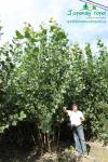 rychlerostoucitopol.cz-italska-plantaz-japonskeho-topoluimg_3075.jpg