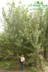 rychlerostoucitopol.cz-italska-plantaz-japonskeho-topoluimg_3119.jpg