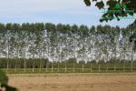 rychlerostoucitopol.cz-italska-plantaz-japonskeho-topoluimg_3247.jpg