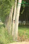 rychlerostoucitopol.cz-italska-plantaz-japonskeho-topoluimg_3269.jpg