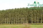rychlerostoucitopol.cz-italska-plantaz-japonskeho-topoluimg_3299.jpg