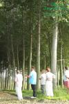rychlerostoucitopol.cz-italska-plantaz-japonskeho-topoluimg_3313.jpg