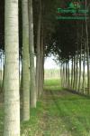 rychlerostoucitopol.cz-italska-plantaz-japonskeho-topoluimg_3324.jpg