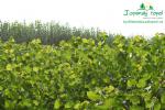 rychlerostoucitopol.cz-italska-plantaz-japonskeho-topoluimg_3359.jpg