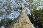 rychlerostoucitopol.cz-italska-plantaz-japonskeho-topoluimg_3361.jpg