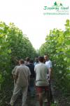 rychlerostoucitopol.cz-italska-plantaz-japonskeho-topoluimg_3366.jpg