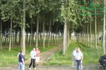 rychlerostoucitopol.cz-italska-plantaz-japonskeho-topoluimg_3413.jpg