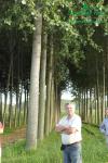 rychlerostoucitopol.cz-italska-plantaz-japonskeho-topoluimg_3417.jpg