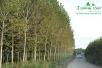 rychlerostoucitopol.cz-italska-plantaz-japonskeho-topoluimg_3433.jpg