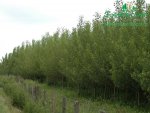 rychle-rostouci-topol-plantaz-japonsky-topoldsc_0200.jpg