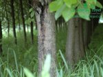 rychle-rostouci-topol-plantaz-japonsky-topoldsc_0256.jpg