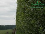 rychle-rostouci-topol-plantaz-japonsky-topoldsc_0269.jpg