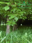 rychle-rostouci-topol-plantaz-japonsky-topoldsc_0280.jpg