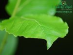 rychle-rostouci-topol-plantaz-japonsky-topoldsc_0303.jpg